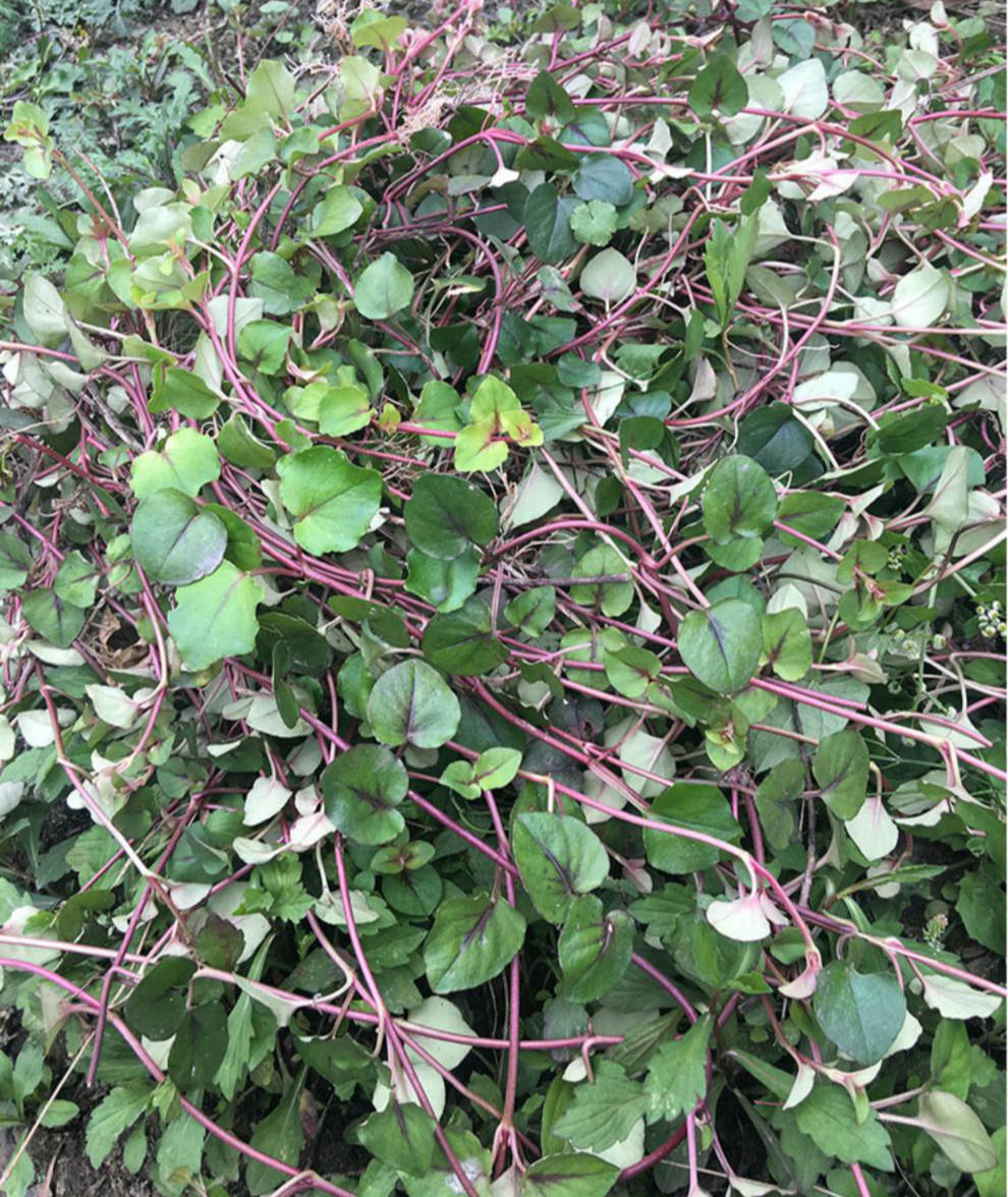 金钱草四川正宗野生小叶金钱草干中药材排出各种石头茶