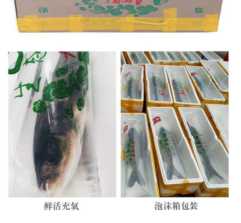沢素湾正宗千岛湖活鱼整条胖头鱼乌鲢鱼鳙鱼生鲜鱼类435斤活鱼发货包