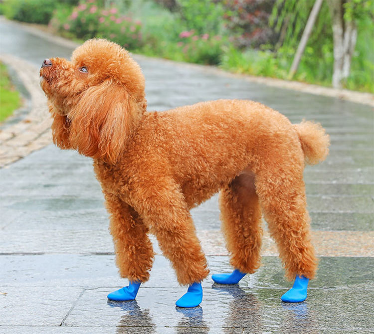 狗狗雨鞋气球脚套外出防水防滑泰迪中小型犬夏天宠物鞋蓝色xs4个opp装