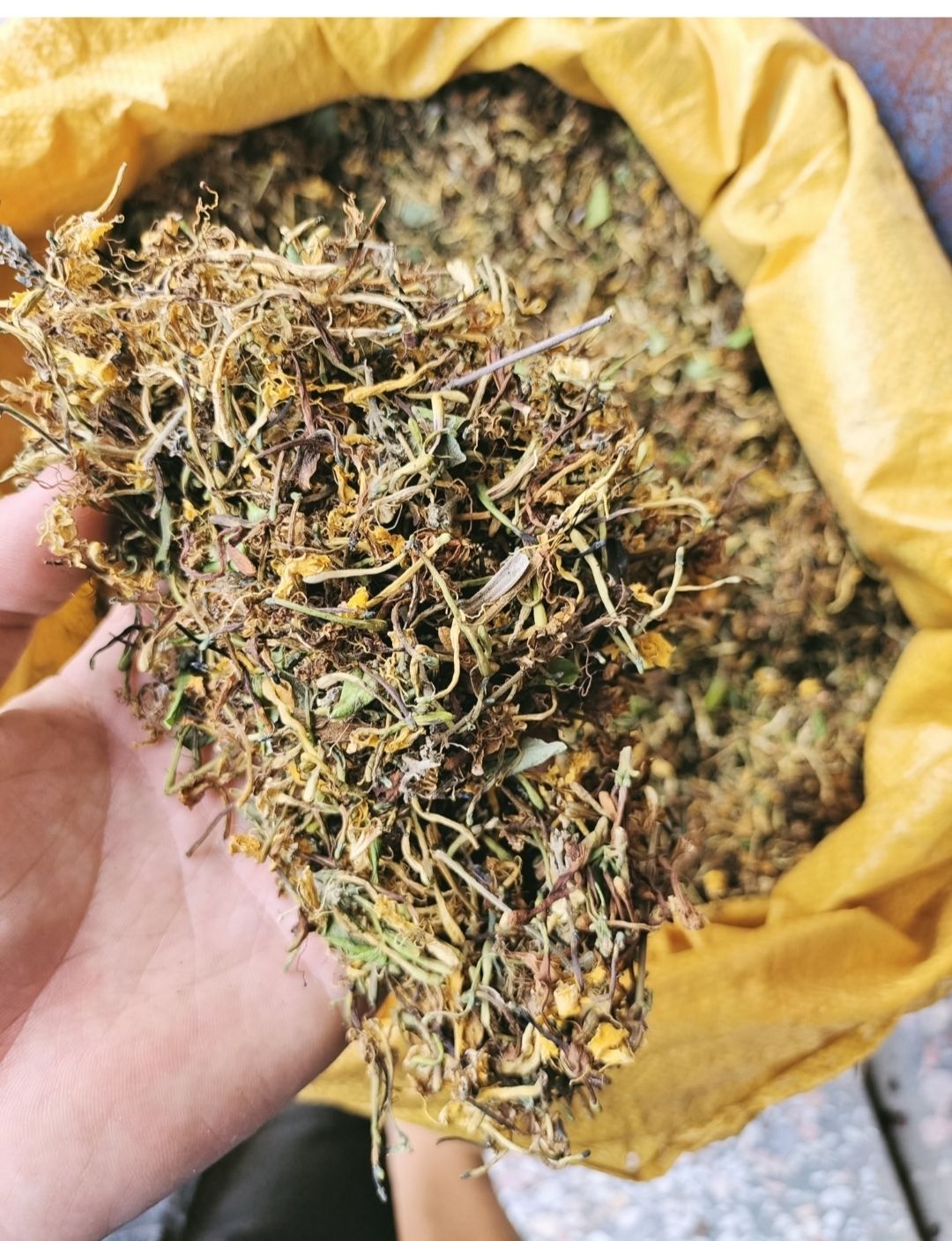 伟博广西金银花茶 太阳晒干 金银花 农民一手货 量大优惠 一斤【图片
