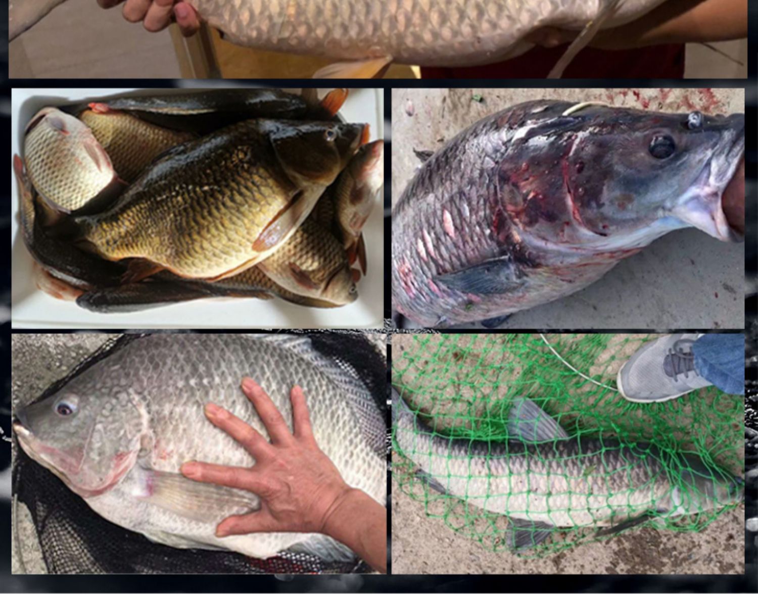 青鲟钓鱼竿十大超轻超硬19调28暴力巨物大物杆龙神手杆 青鲟暴力巨物