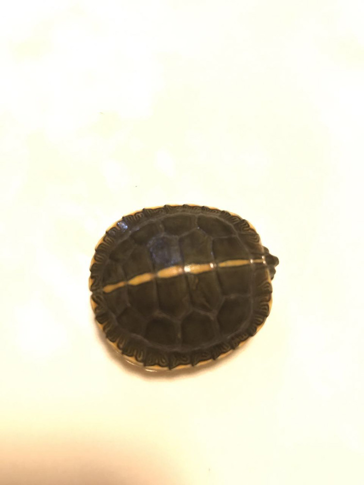 南部锦龟苗活体锦龟乌龟宠物西锦东锦观赏玩具活物南锦火焰冷深水 7-8