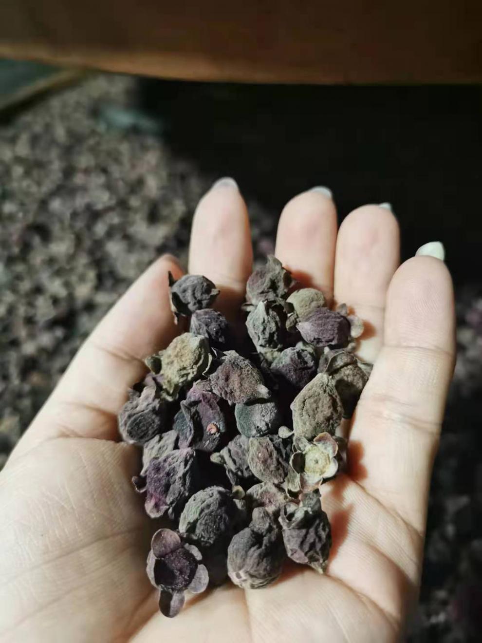 山稔子 干山捻子干山棯桃金娘干果新鲜多尼果泡酒地方特产 500克 捻子