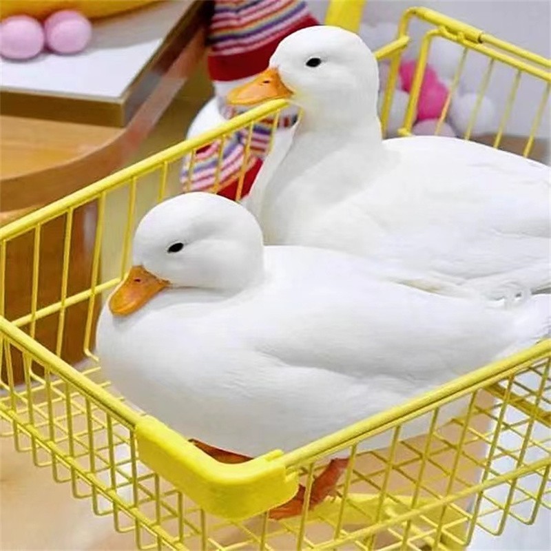 纯种柯尔鸭蛋种蛋受精蛋可孵化可达鸭科尔鸭宠物鸭幼崽网红鸭子活