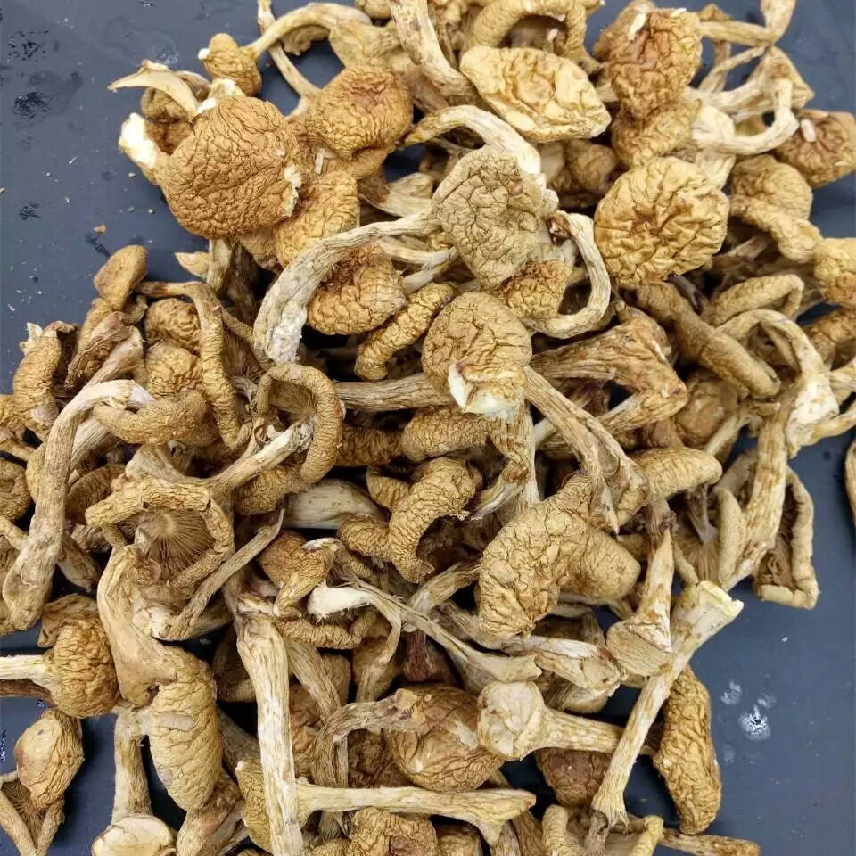东北特产滑子菇干货500g滑子蘑小鸡炖蘑菇小黄蘑野生蘑菇【图片 价格
