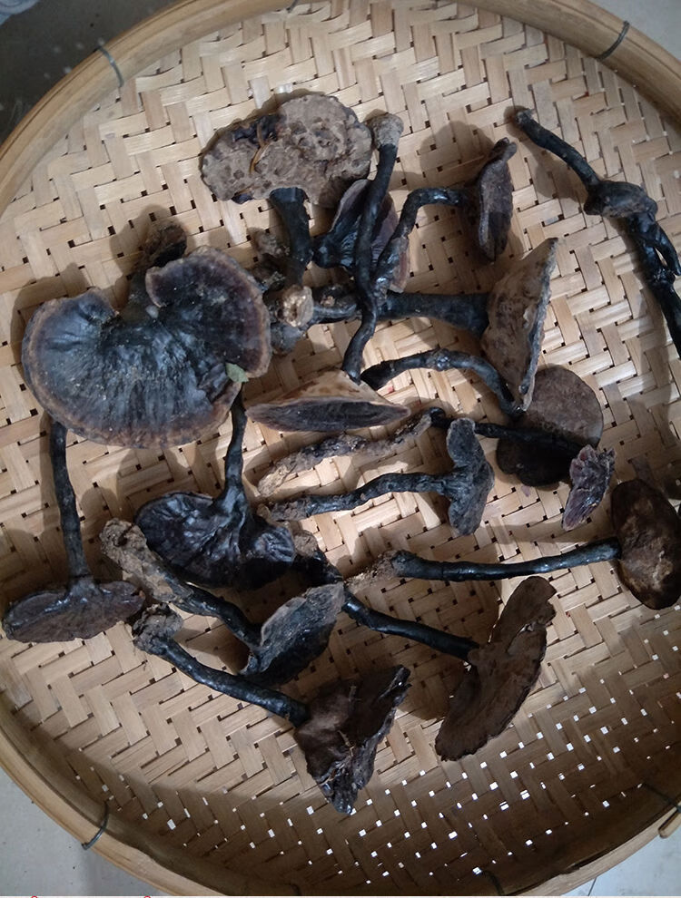 伟博正宗紫灵芝黑灵芝林芝整枝紫芝深山林海林芝甘香不苦 10厘米以下