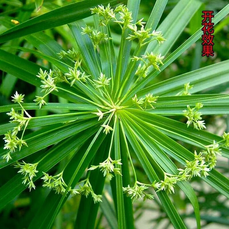 水竹旱伞草风车草水生水养植物水培竹子鱼缸池塘造型植物龟水竹不含盆