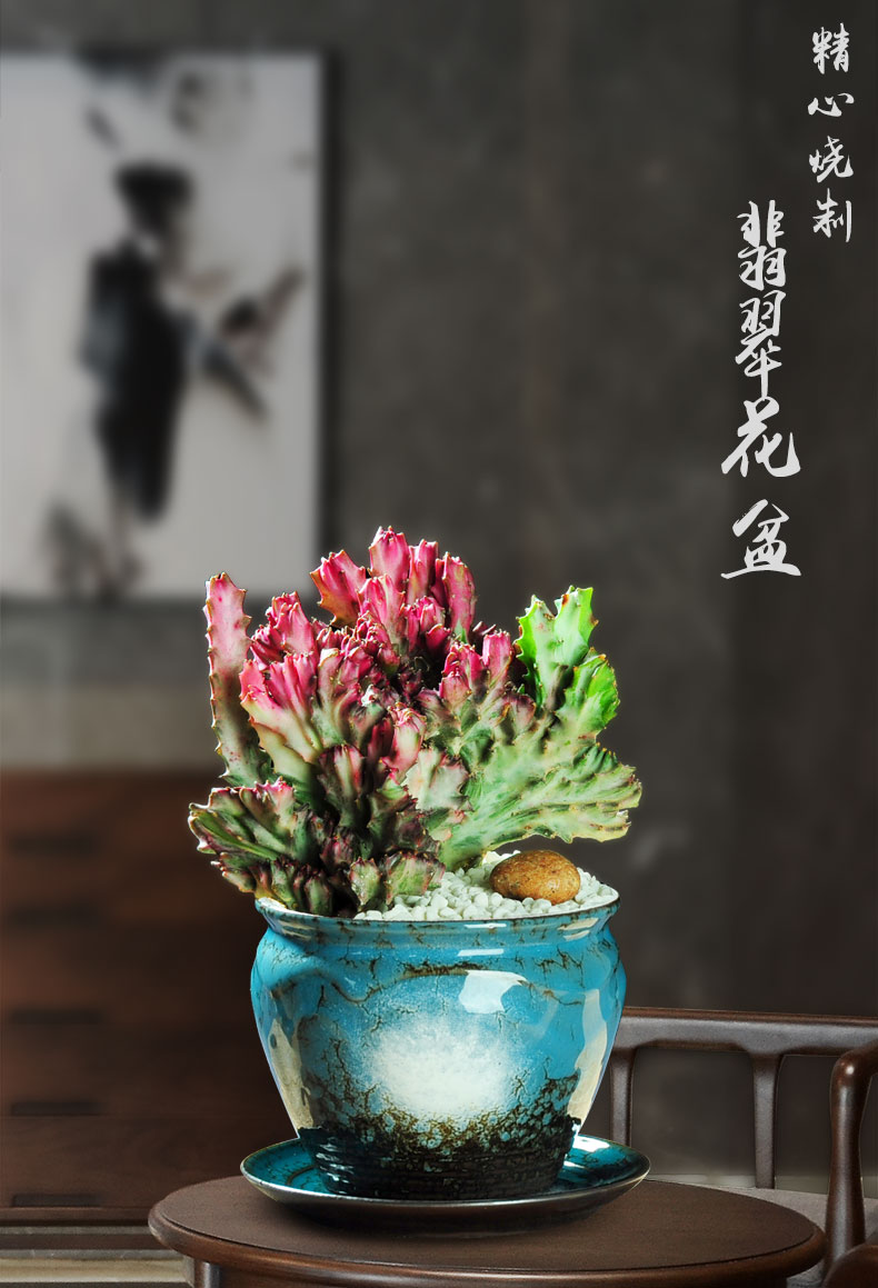 春峰彩麒麟仙人掌盆栽室内花卉多肉植物四季常青绿植 彩麒麟 翡翠820