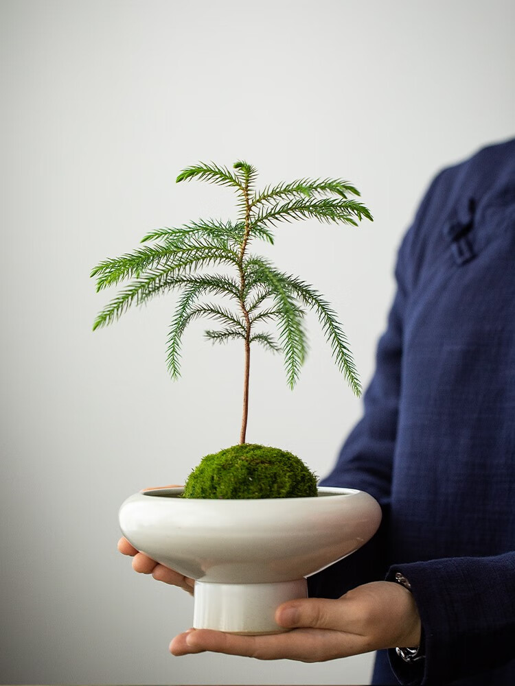 苔藓球盆栽客厅办公室书房好养微景观铁树吉利红净化空气花卉 南洋杉