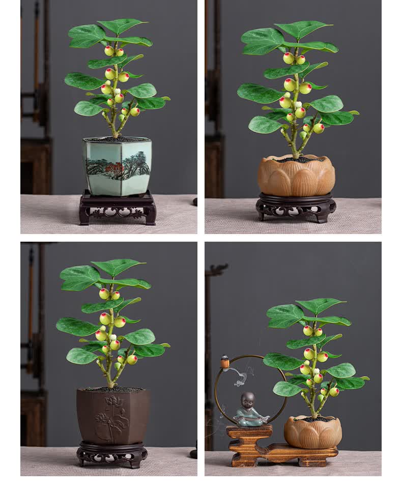 小盼菩提树盆栽植物室内花卉禅意摆件新中式办公室内桌面绿植盆景 小