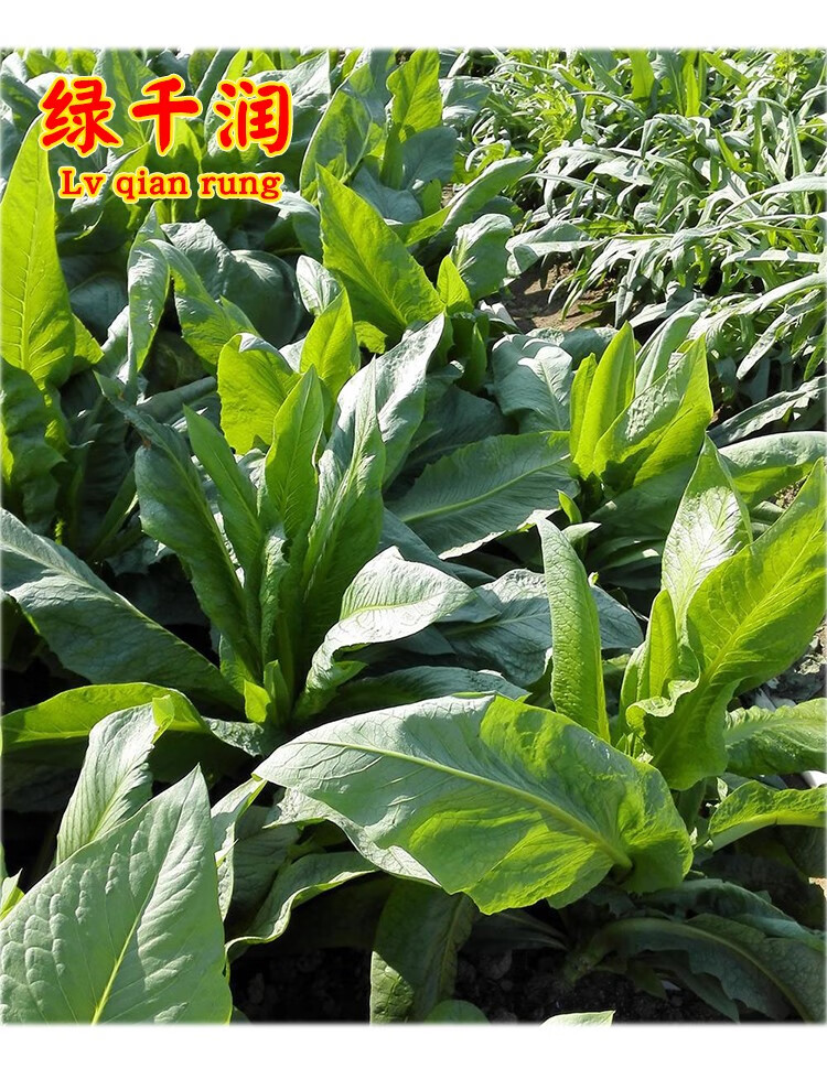 八甲唛甜麦菜种子广东油麦菜种籽苦麦菜高产春秋季