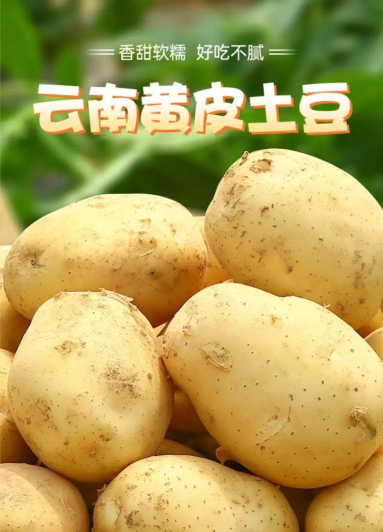 黄心小土豆5斤新鲜蔬菜批发市场洋芋马铃薯【红皮黄皮随机】 云南小