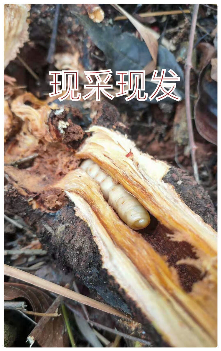 伟博斗米虫天牛幼虫云实树高蛋白鸟不踏刺虫滋补药材养胃229g十条