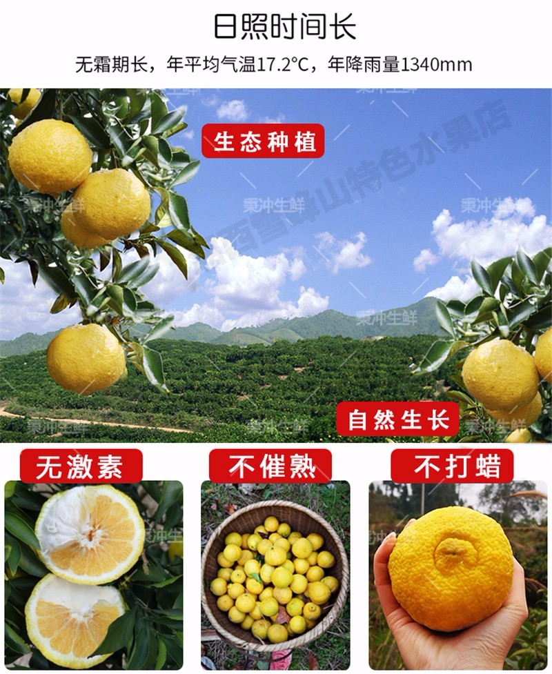 湖南怀化雪峰山黄金贡柚 春香柚 小柚子 9斤大果 (果径75-85mm)