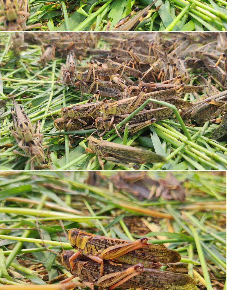 榮鬱螞蚱活蟲蝗蟲蚱蜢畫眉鳥爬蟲烏龜龍魚寵物蜂飼料新鮮公母螞蚱活體