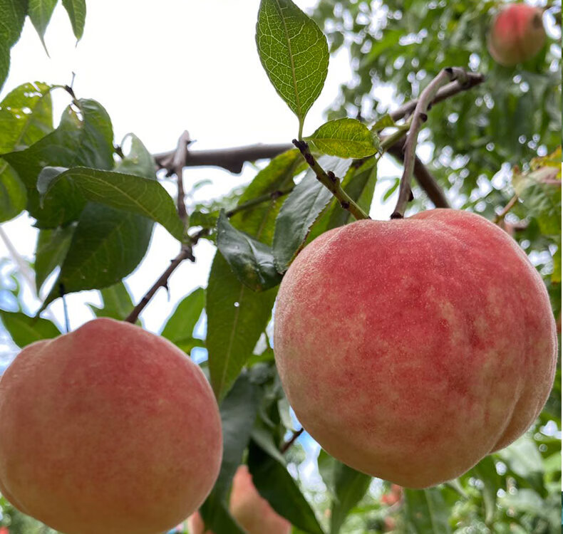 正宗北京子水果新鲜水蜜桃脆软甜绿化9号久保桃单果4两以上12枚3000g