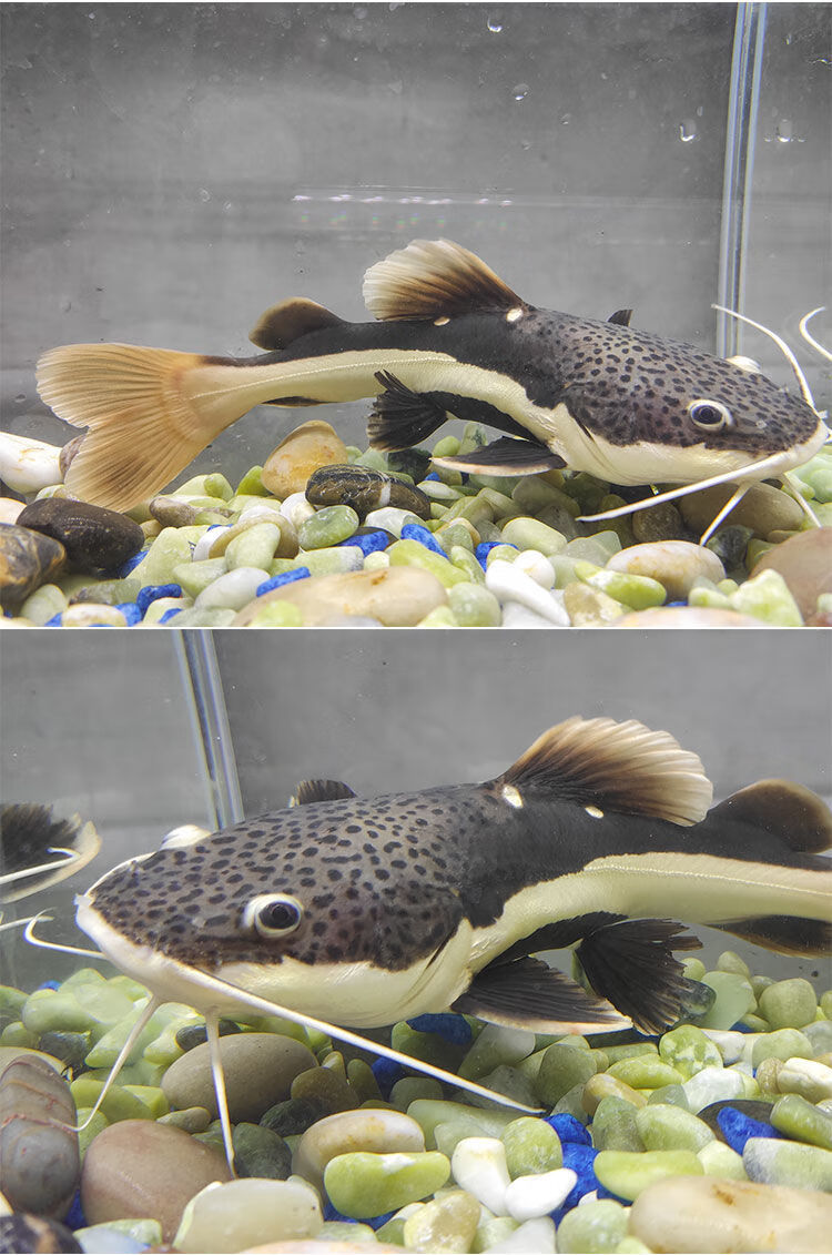 招财猫鱼活体红尾鲶鱼活金丝猫鱼体狗仔鲸鱼大型热带观赏鱼底层鱼 13