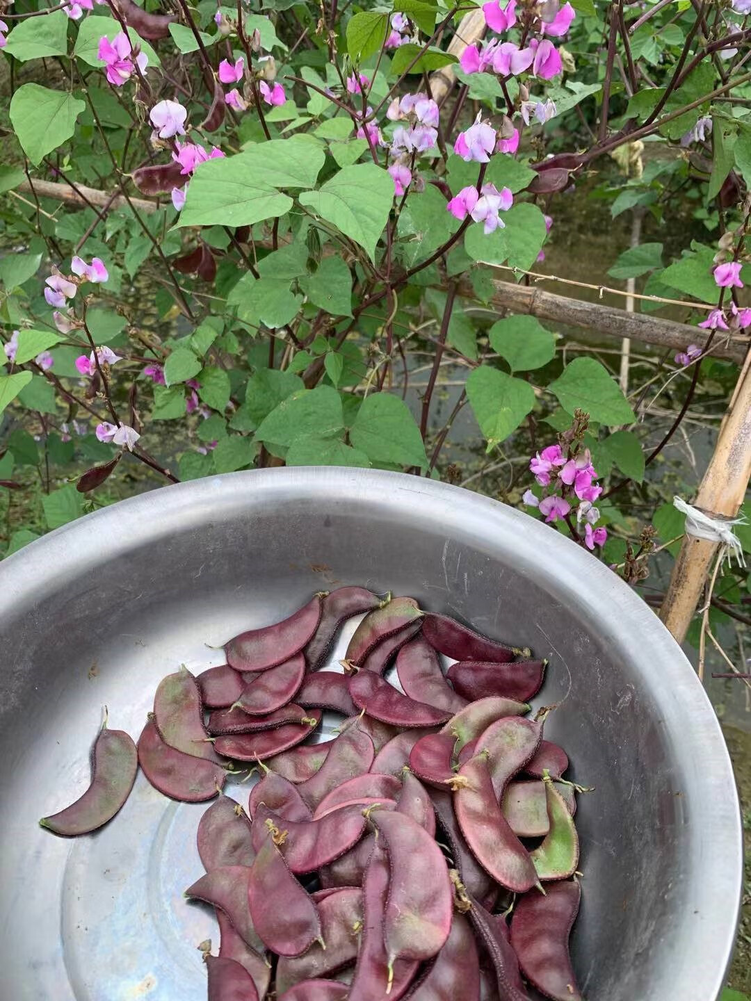 媚調東臺特產新鮮嫩扁豆 孕婦可吃露天紫扁豆 紅扁豆