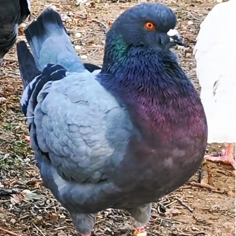 纯种元宝鸽子一对特大雪花元宝鸽种鸽大体青年观赏鸽巨型元宝肉鸽