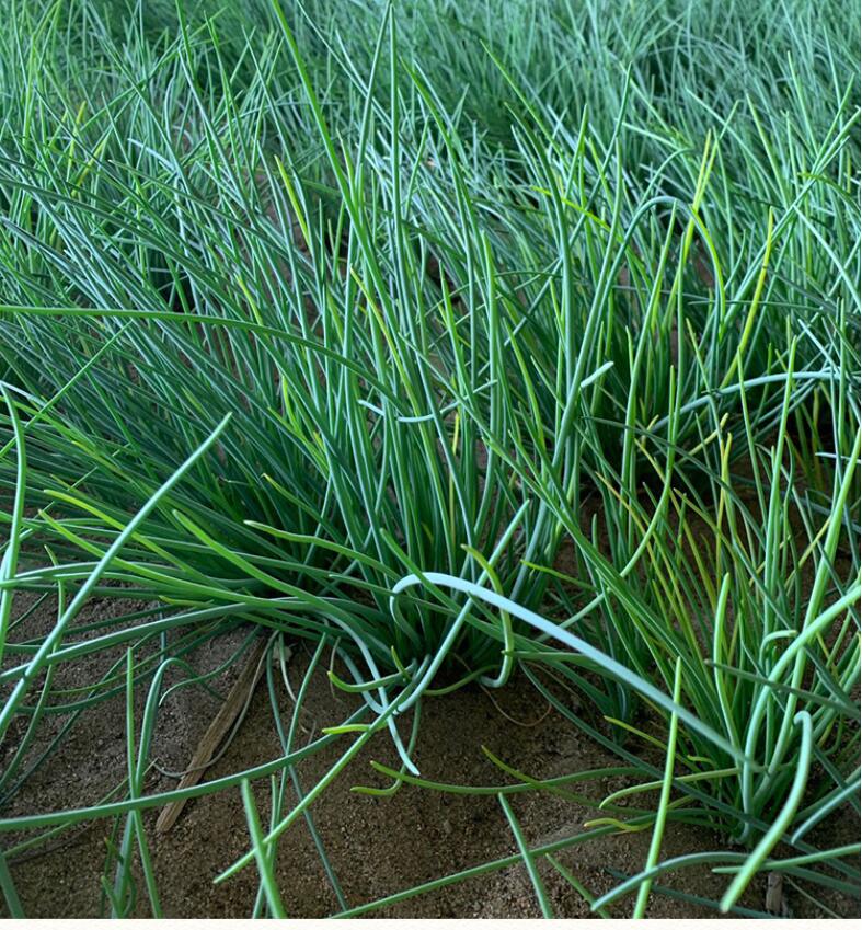 发顺丰新鲜沙葱小葱甘肃民勤特产蔬菜农家现采现发2斤