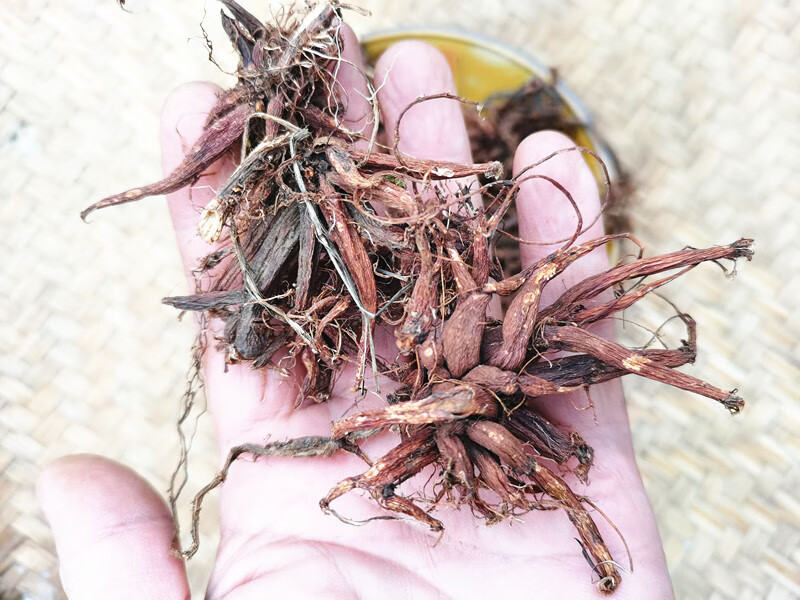 新晒贵州红禾麻根 红活麻红火麻小红麻蟹子草500g【图片 价格 品牌