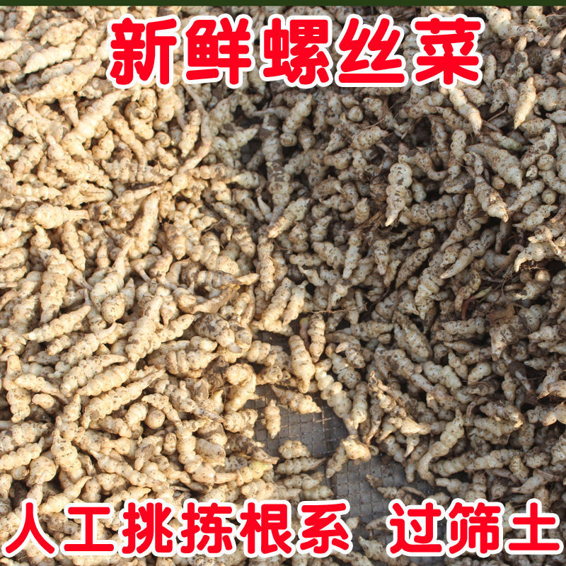 520礼物送女友现挖新鲜地环宝塔菜螺丝菜地牯牛甘露种子地葫芦玉环