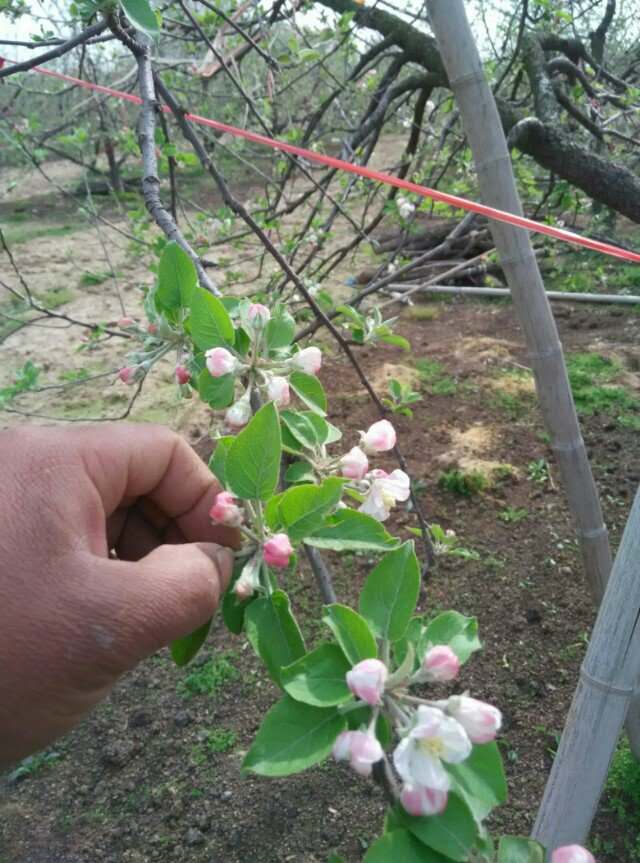 新鲜大沙河红富士苹果10斤农家整箱脆甜有机当季摘徐州沛丰县 90mm(含