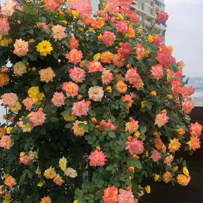 花友 藤彩虹 大型藤本月季花苗庭院爬藤植物四季蔷薇开花植物 藤彩虹