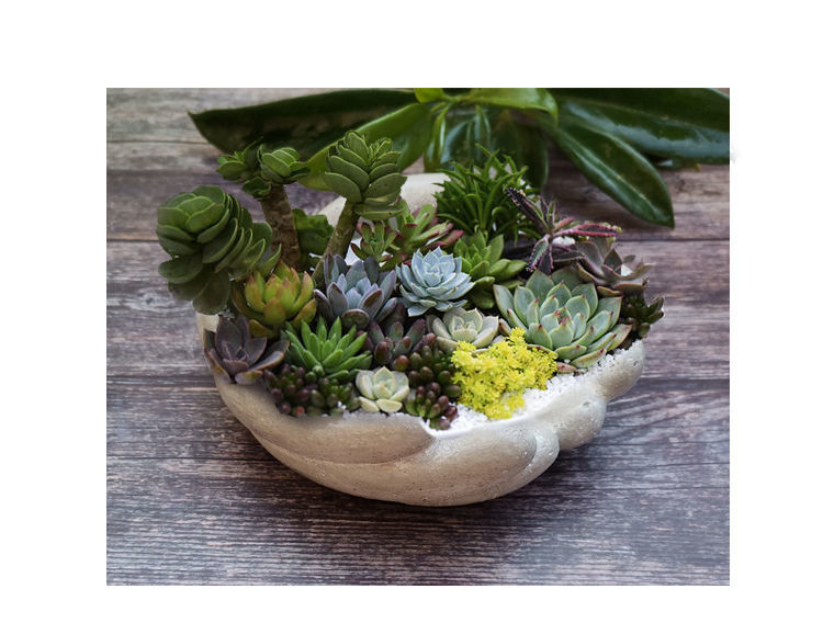麦桑荷复古花盆石头多肉摆件手掌心水泥北欧简约创意植物水培微景观