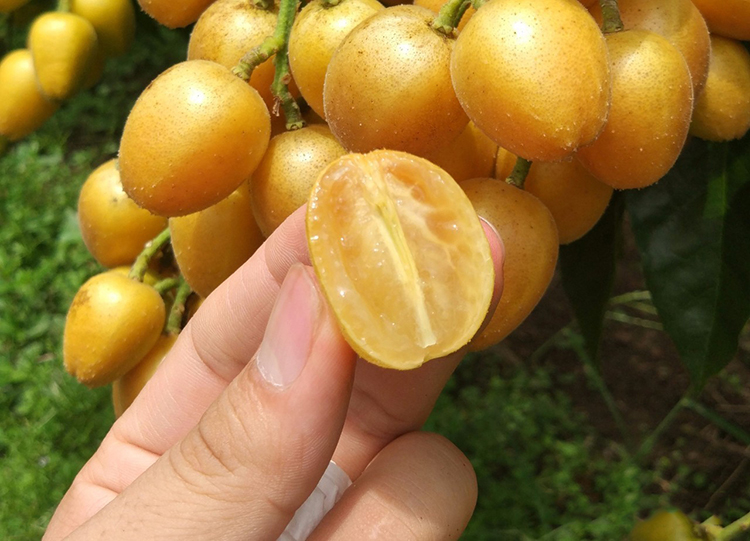 黄皮果生鲜水果正宗云浮郁南无核黄皮果当季新鲜现摘 郁南无核黄皮4斤