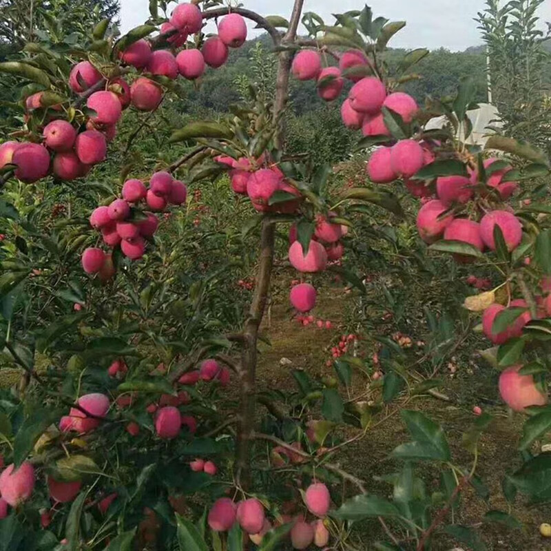 雞心果樹苗新品種蘋果苗糖心小蘋果南方北方種植耐寒易活高產全國易種