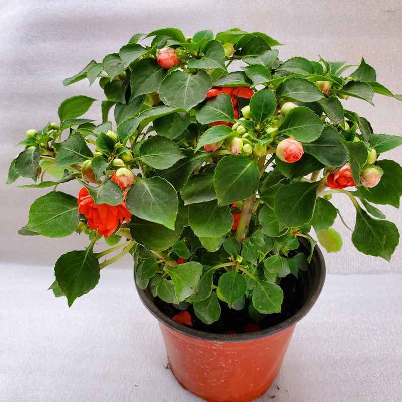 盆栽阳台花卉多年生四季开花带花苞基地直货新品 重瓣非洲凤仙小苗五