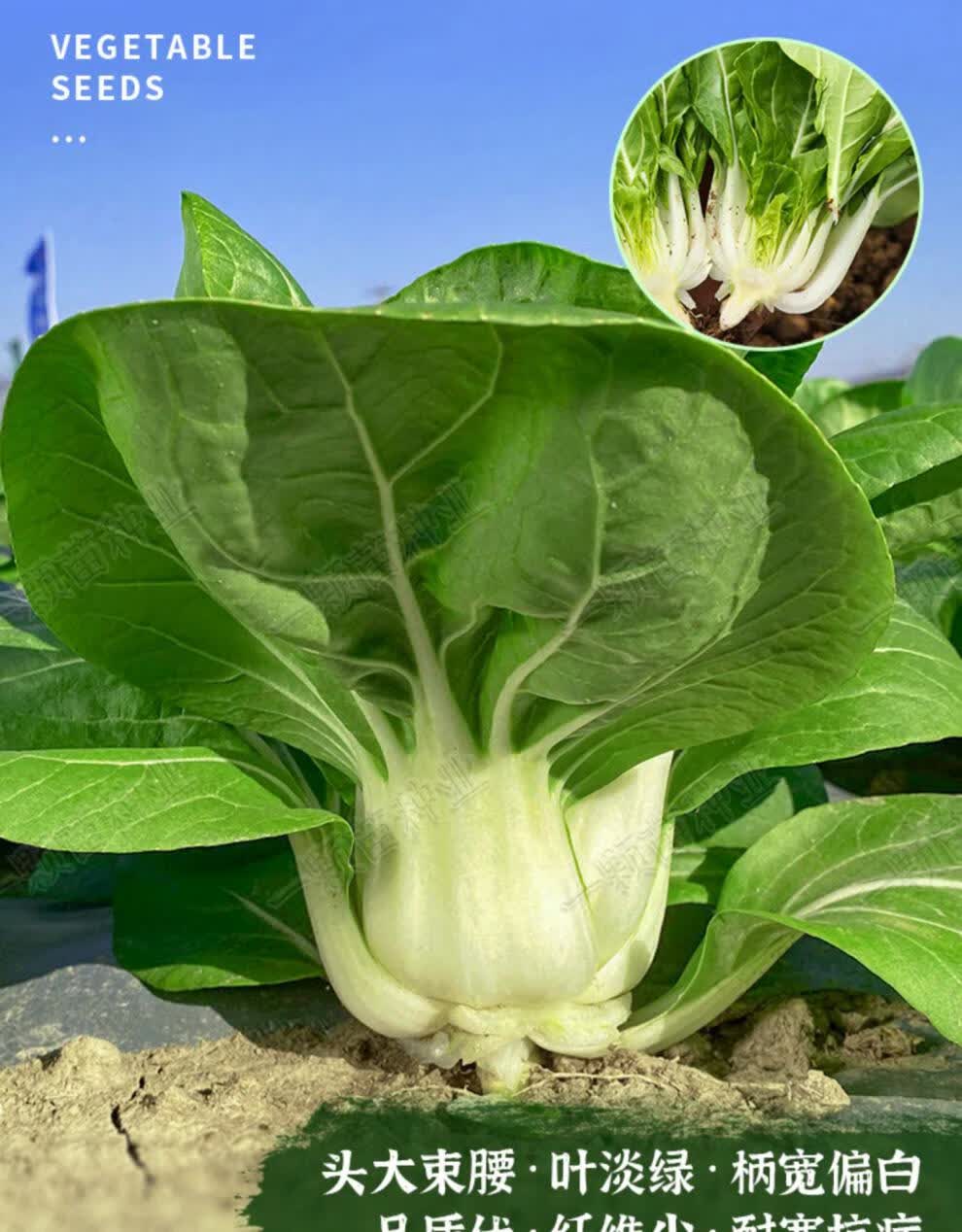 秋季南京矮脚黄菜籽蔬菜籽青菜种籽大全耐寒小白菜种子奶白菜种孑 矮
