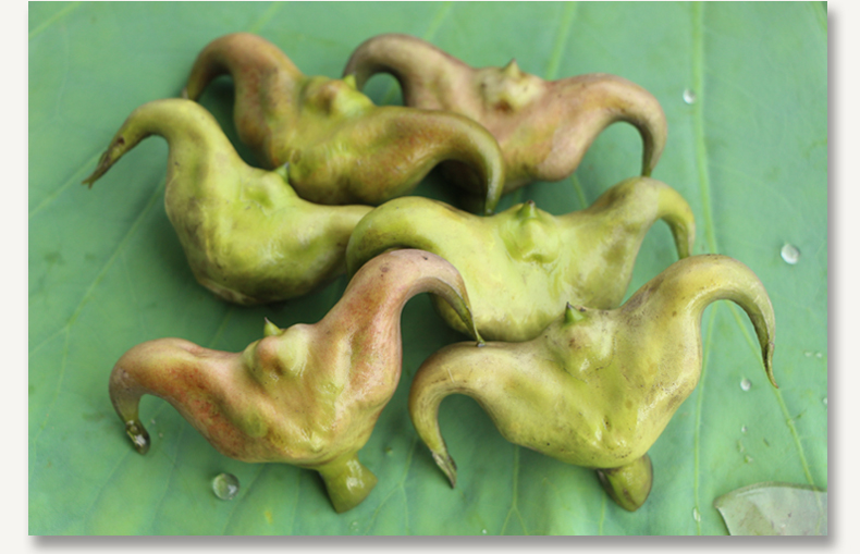 菱角生鲜现摘带壳粉糯野生大青菱角凌角棱角特产蔬菜 500g【图片 价格