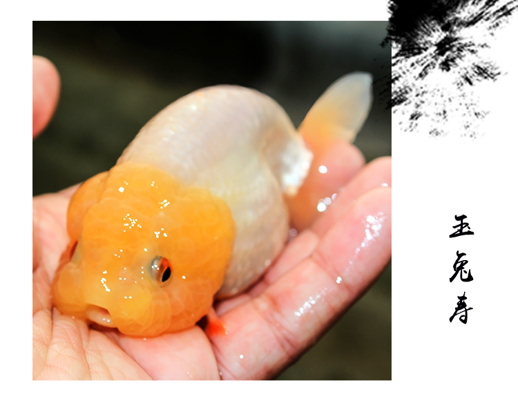 工匠头兰寿金鱼精品淡水活鱼观赏鱼水墨玉兔重墨樱花虎皮红奶牛鱼苗