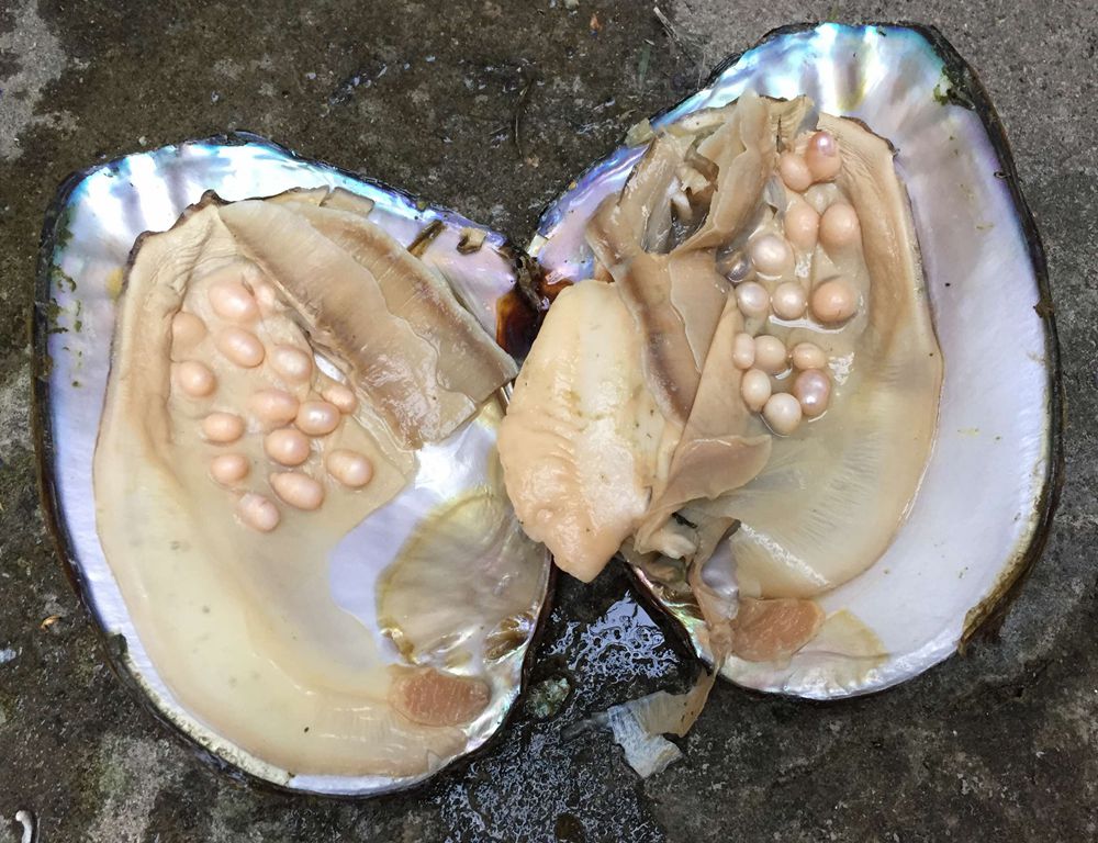 珍珠贝活体珍珠大蚌多珠蚌活体发货产地大贝蚌农sn9