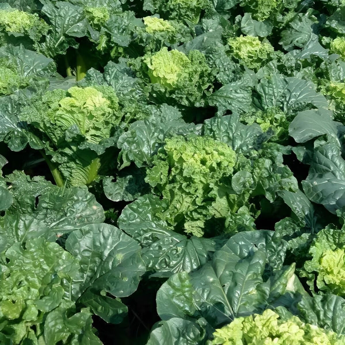 云南高山青麻叶大白菜秋绿白菜竹筒白菜津绿白菜二青白菜新鲜现摘 青