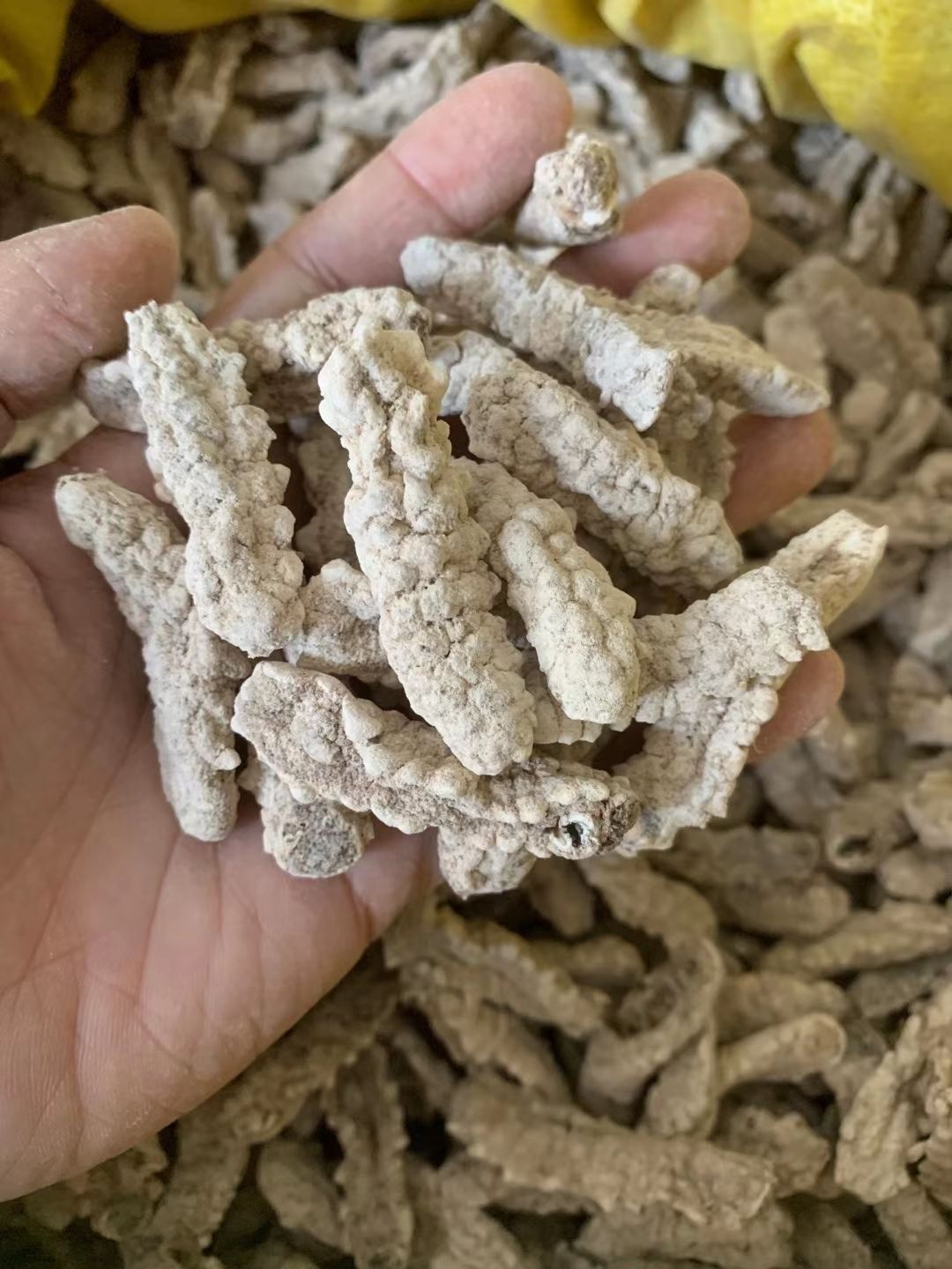 伟博黄玉参海参干货印尼黄肉参仔小黄玉参酒店食材用料非即吃辽参100g