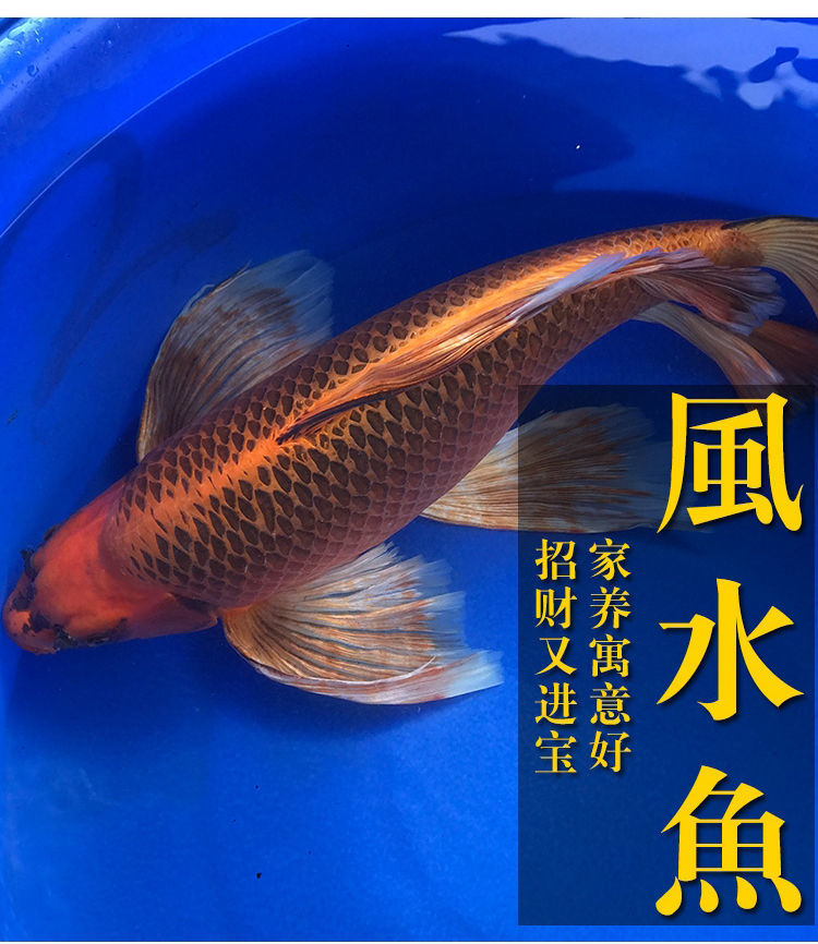 荣郁网红鱼火凤凰锦鲤 蝴蝶鲤 台湾纯种龙凤鲤 冷水