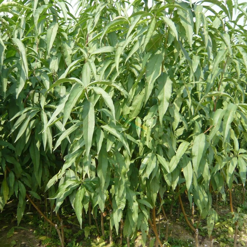 嫁接桃树苗【 鹰嘴桃水蜜桃】桃子树苗当年结果树苗南北方种植 2年苗