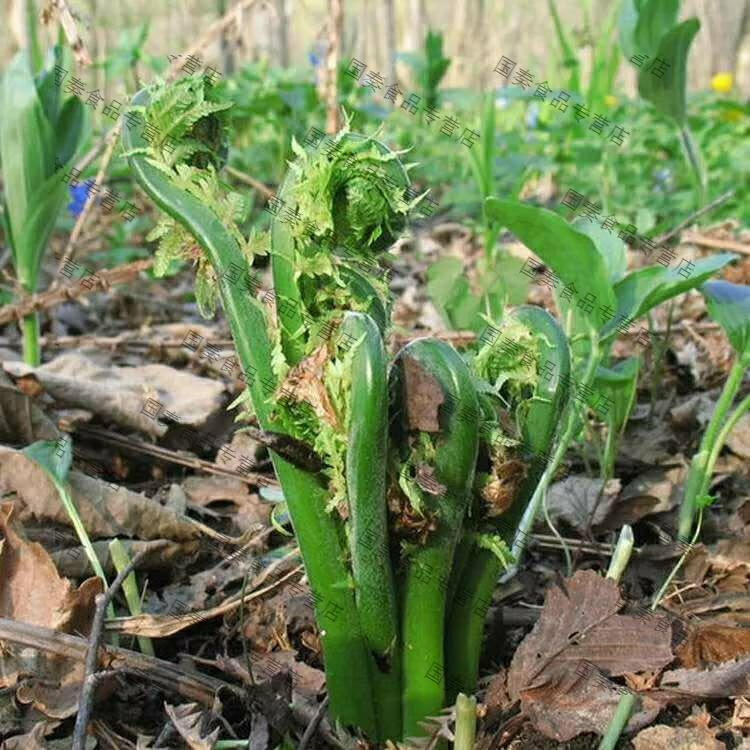 東北特產野菜保鮮袋裝廣東菜莢果蕨 黃瓜香 800g【圖片 價格 品牌