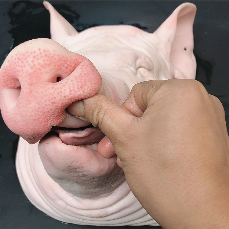 新鲜猪头生猪头整只猪头土猪头猪脸带耳朵猪脸猪头香妮曼特17斤头个