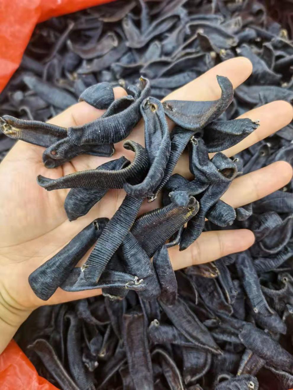 北京原料水蛭中药材蚂蝗水蛭干货金边水蛭片烫水蛭炒炙水蛭清水吊干