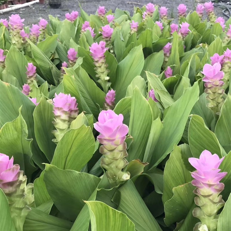 姜荷花种球左家花园多年生草本热带植物耐热庭院阳台花卉球根 白雪