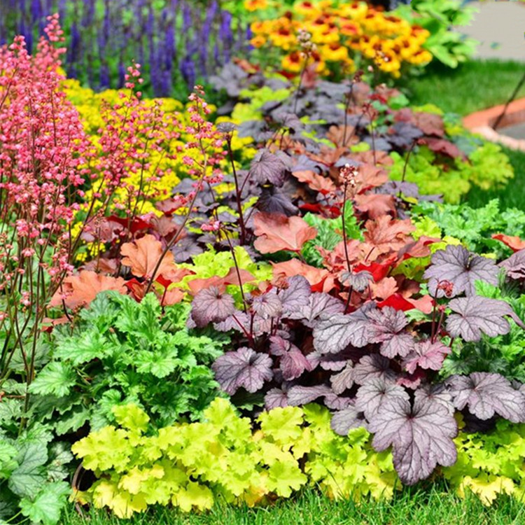 矾根永恒紫 不含盆【图片 价格 品牌 报价】-京东