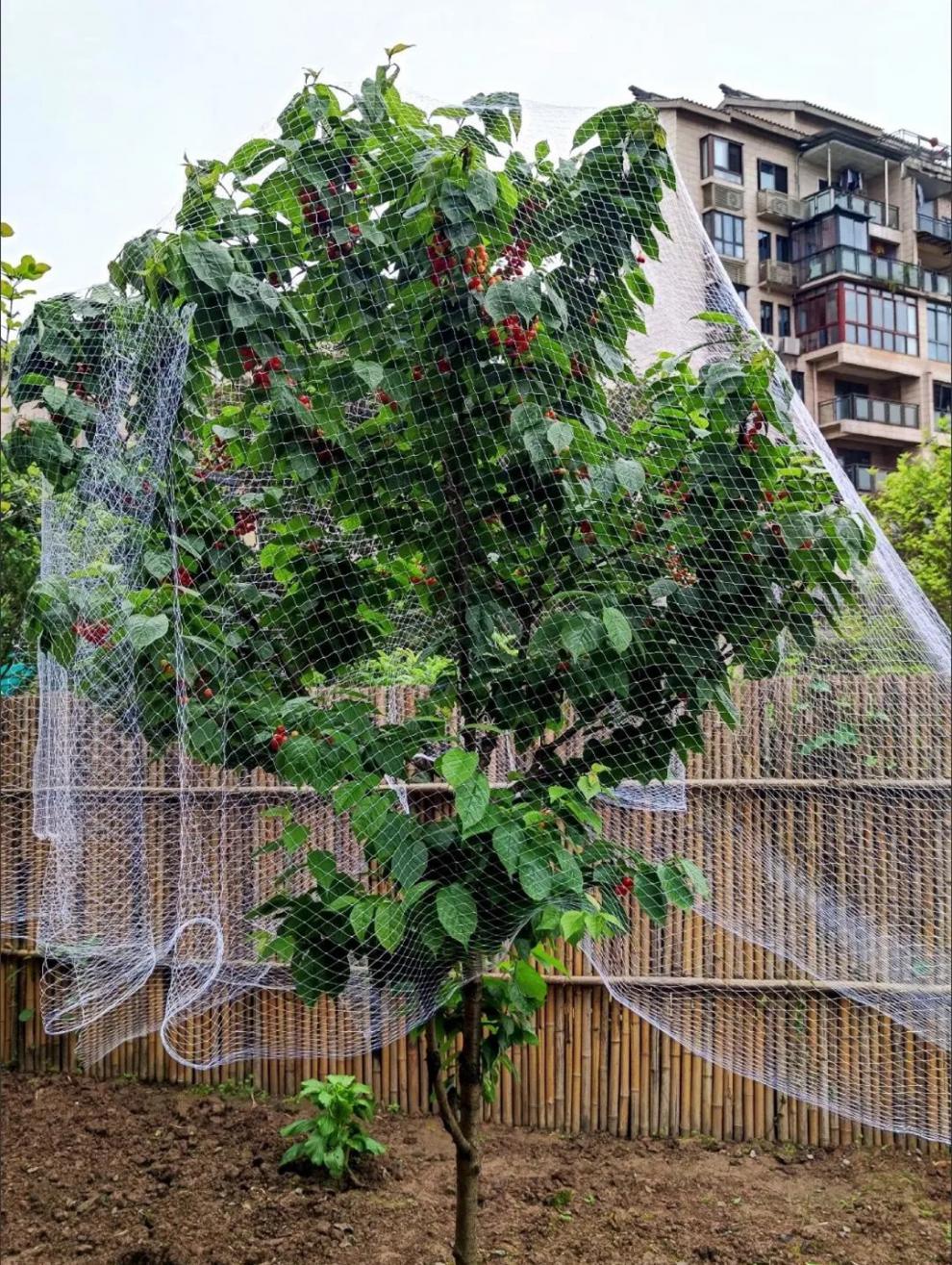 防鸟网搭建图片