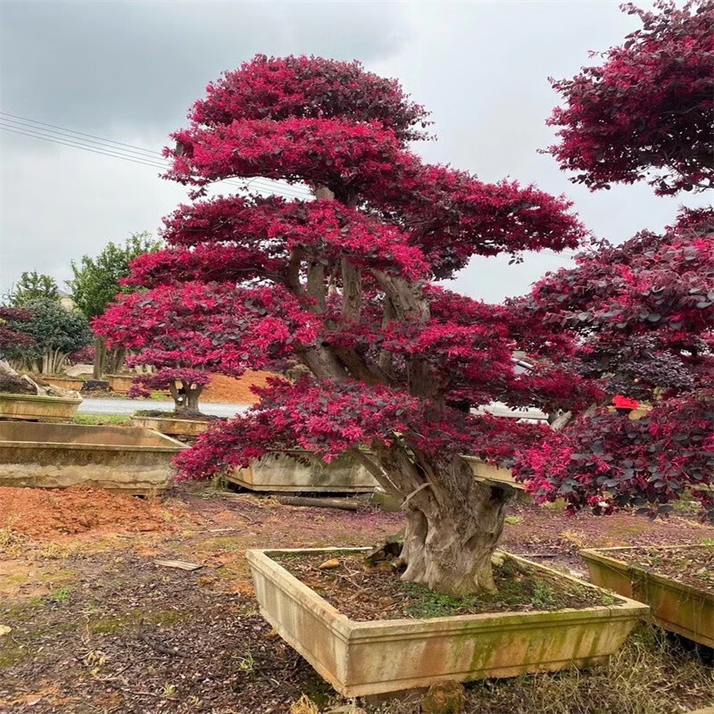 红花继木盆景怎么养图片