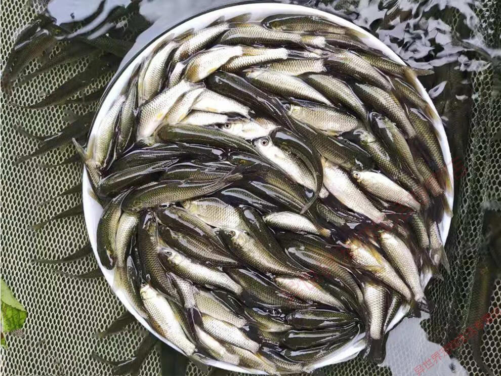 草鱼鱼苗特大草10厘米脆鲩一斤苗半斤小淡水养殖食用活体四大家鱼 草