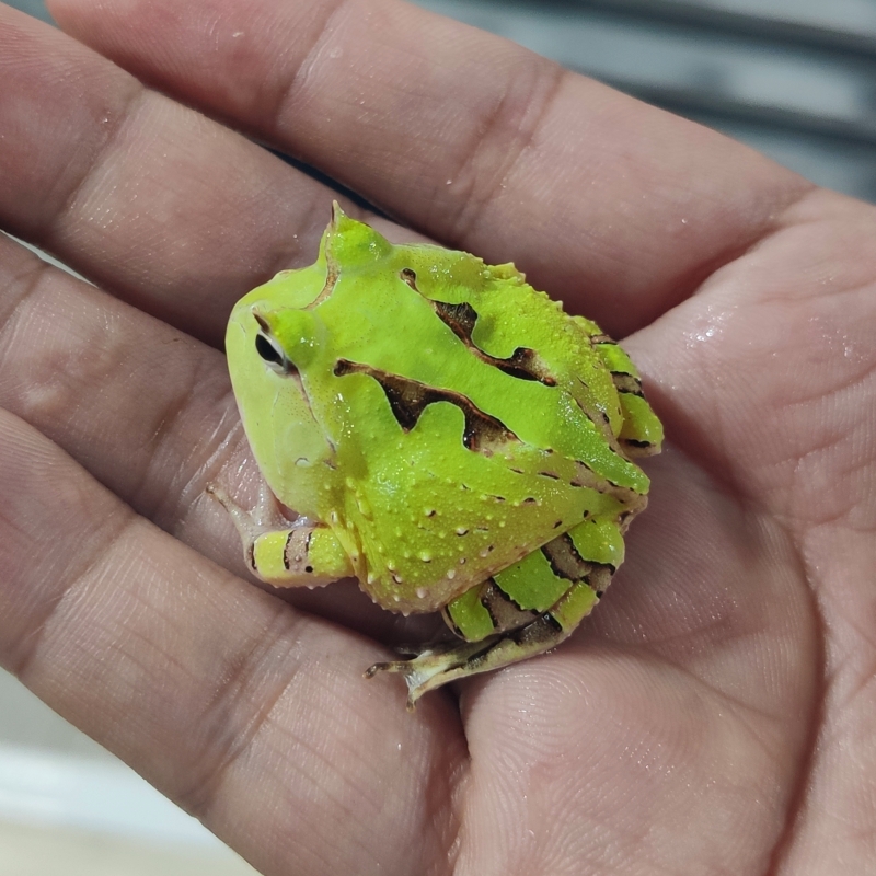 狗尾草角蛙活体黄金角蛙蝌蚪角蛙活物霸王南瓜皮卡丘角蛙宠物青蛙姥爷