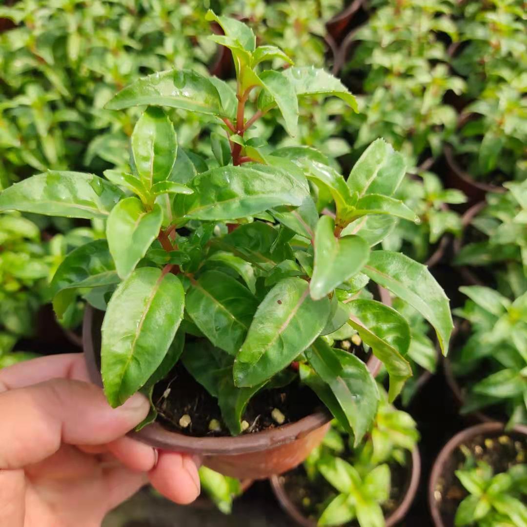 磐阙 上新多色倒挂金钟重瓣灯笼花盆栽吊钟海棠四季开花花卉植物盆栽